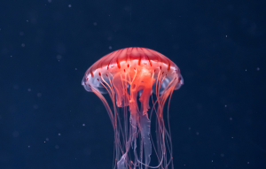 Jellyfish Jellyfish