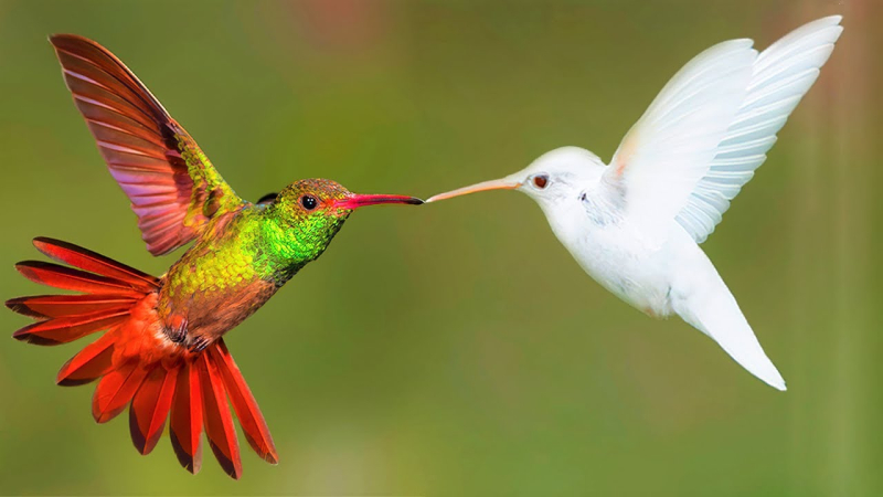 2 humingbirds 2 humingbirds