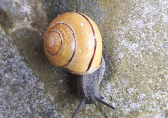 Snail Snail