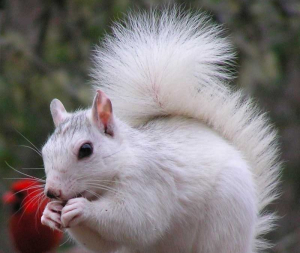 White squirrel White squirrel