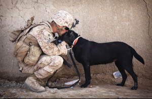 Dogs of war Dogs of war