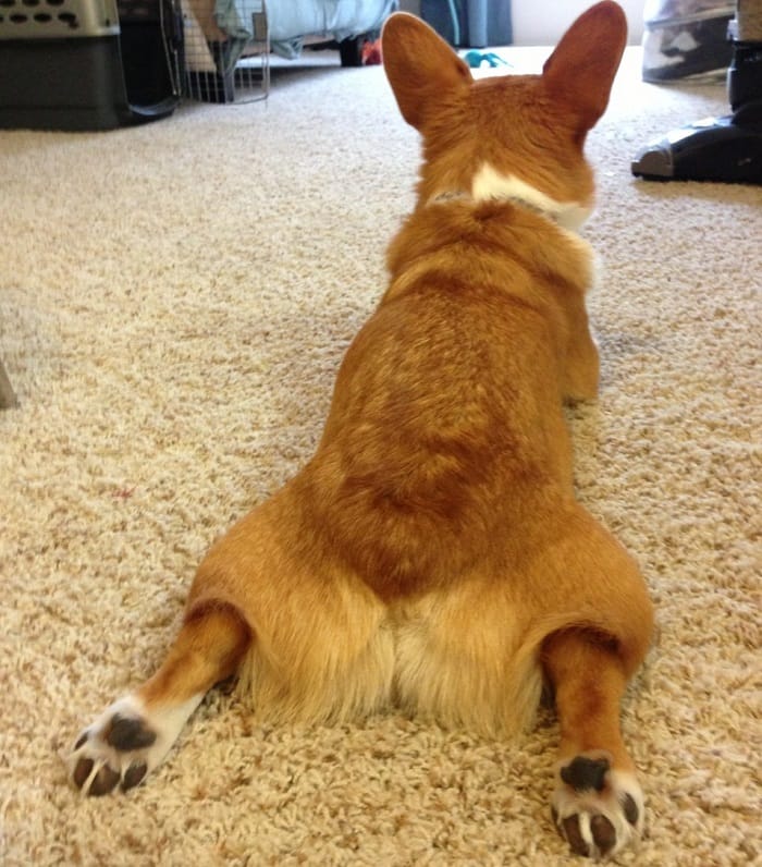 Splooting