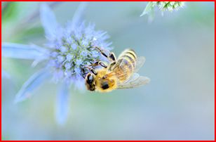 Bee