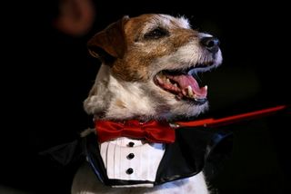 Uggie red collar Uggie red collar