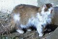 Swiss cat Swiss cat