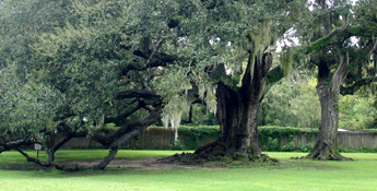 Arbre de vie Arbre de vie