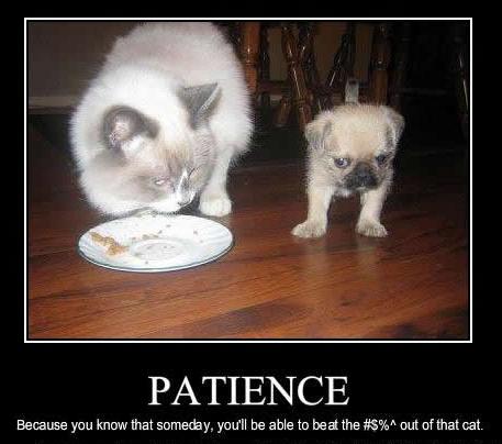 Patience 4