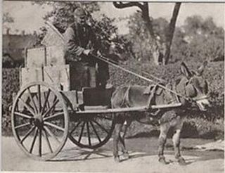 Donkey