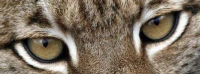 Oeil de lynx