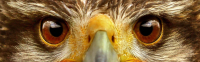 Eagle Eyes (1)
