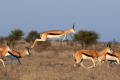 Springbok Springbok