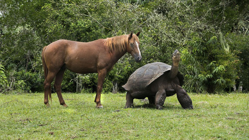 Galapagos-giant-tortoise- Galapagos-giant-tortoise-