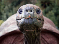 Tortoise 1