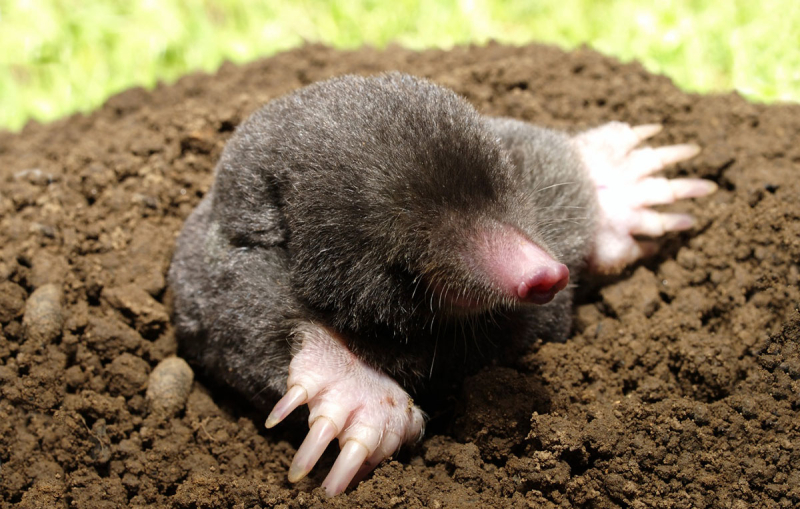 Eastern-mole Eastern-mole