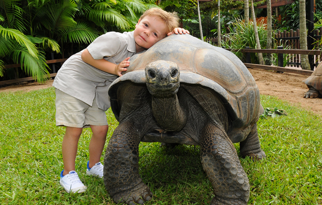 Tortoise_ Tortoise_