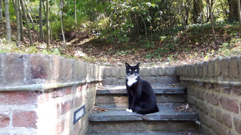 RENE Cat 1 RENE Cat 1