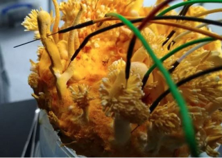 Fungi Photo 1
