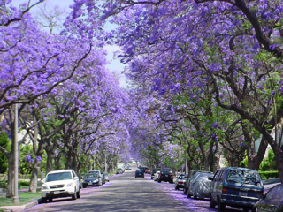 Jacaranda-Trees