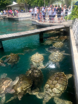 Cayman Turtle Center