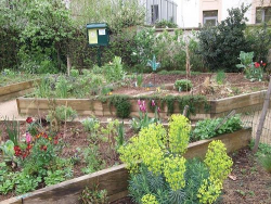 Carmella community garden