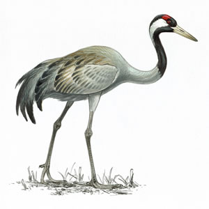 Crane (1)