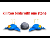 Two birds