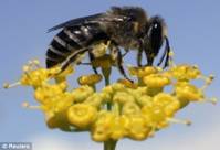 Abeille