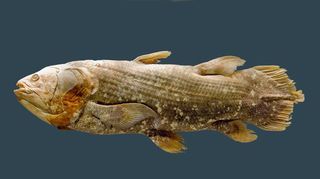 COELACANTH NYT