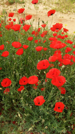 Poppies Poppies