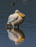 Pelican 8
