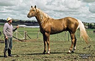 Etaloncheval