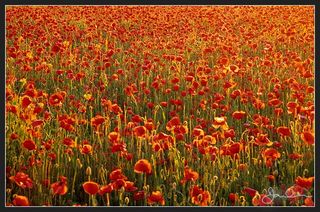 Poppy field
