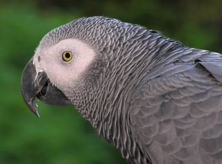 Gray parrot Gray parrot