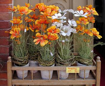 Flower_shop Flower_shop