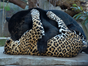 Pascaloe jaguars