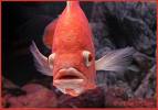 Poisson