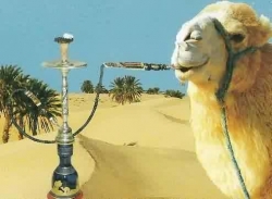 Shishachameau