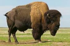 Bison