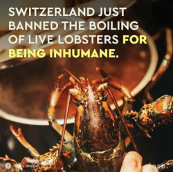 Carmella lobsters