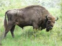 Wisent