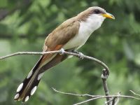 Cuckoo Cuckoo