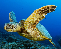 Cayman turtle