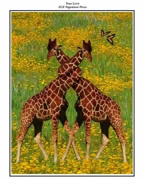 NeckingGiraffes