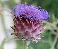 Artichoke 1 Artichoke 1