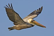 image from http://s3.amazonaws.com/hires.aviary.com/k/mr6i2hifk4wxt1dp/14061314/8513e7c1-1b4c-422f-a730-a394817d94f3.png