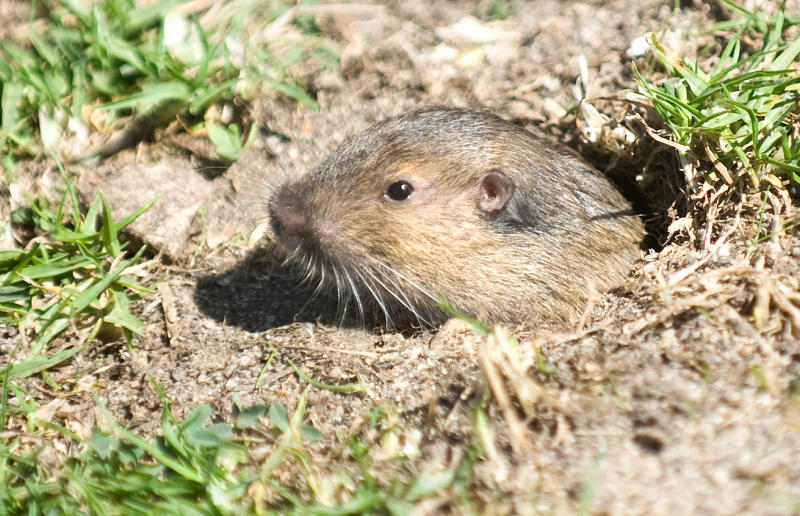 Gopher