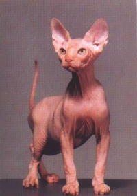Skin a cat