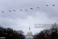 Geese