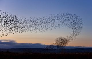 Capistrano flock of swallows