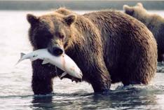 Ours